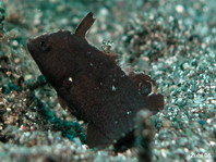 Juvenile Whitepatch Razorfish - Iniistius aneitensis - Weissfleck-Schermesserfisch Jungtier 