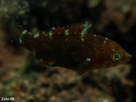 Juvenile Wrasse - Lippfisch, Jungtier