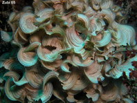 Brown Algae - Phaeophyta - Braunalgen