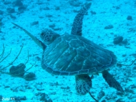 Loggerhead turtle - Caretta caretta - Unechte Karettschildkröte