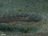 Seeschlange (Hydrophis)