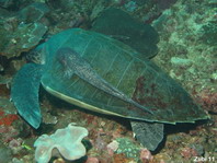 Olive Ridley turtle - Lepidochelys olivacea - Gewöhnliche Bastardschildkröte 