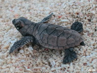 green turtle baby - Schildkröten-Baby von grüner Schildkröte
