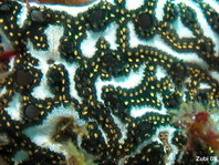 Sea Squirt - Botrylloides leachii - Seescheide