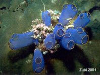 Blue Sea Squirt - Clavelina caerulea - Blaue Seescheide 