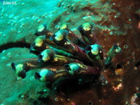 Sea Squirt  / Tunicates - Seescheide 