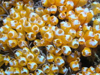 White Spotted Ascidian - Clavelina diminuta - Seescheide 