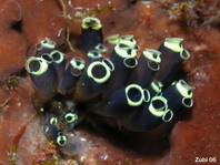 Stalked Ascidian - Clavelina robusta - Seescheide