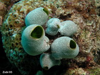 Green Urn Sea Squirt - <em>Didemnum molle</em> (<em>Atriolum robustum</em>) - Grüne Riffseescheide (weiche Riffsascidie) 