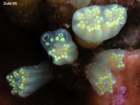 Ascidian - Eudistoma laysani - Keulenseescheide