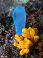 Blue Club Tunicate - Rhopalaea crassa - Keulenseescheide