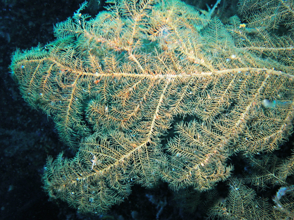 Black, Thorny or Horny Corals - Antipatharia - Dörnchenkorallen und Schwarze Korallen. Species: Antipathes, Cirrhipathes