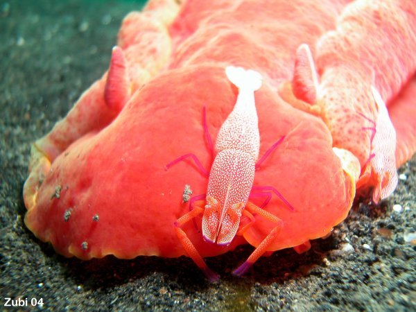 imperator shrimp - Imperator Garnele