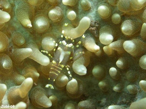 shrimp in association with anemone - Partnergarnele