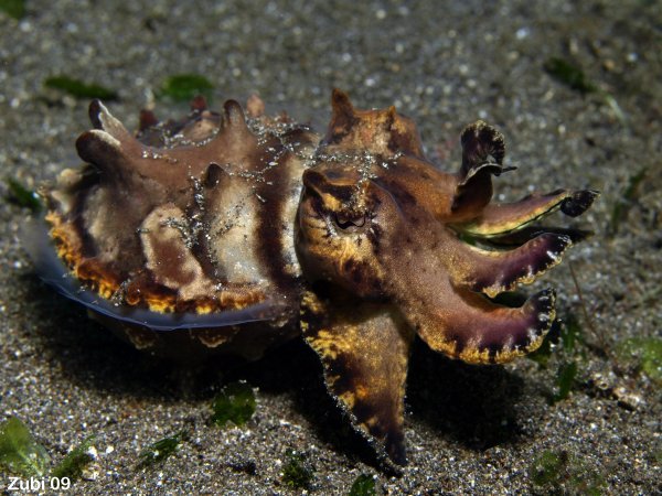 flamboyant cuttlefish - leuchtende Sepia