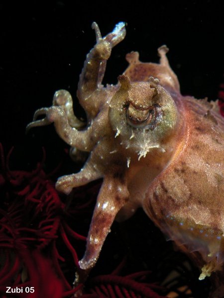 Baby cuttlefish - kleines Sepia