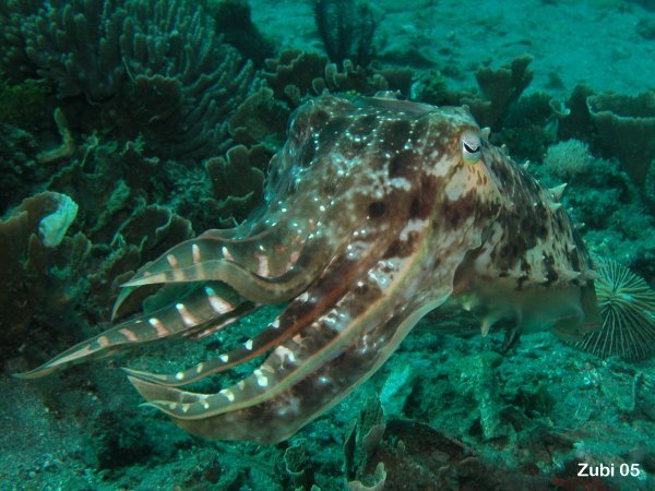 Cuttlefish - Sepia