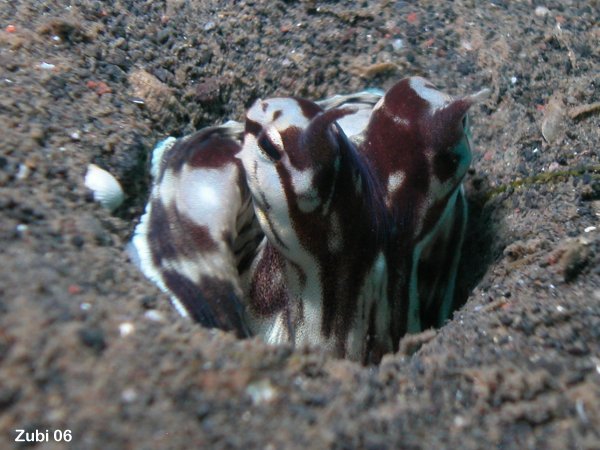 Mimic Octopus - Mimik-Oktopus: Hidden in the hole - Im Loch versteckt