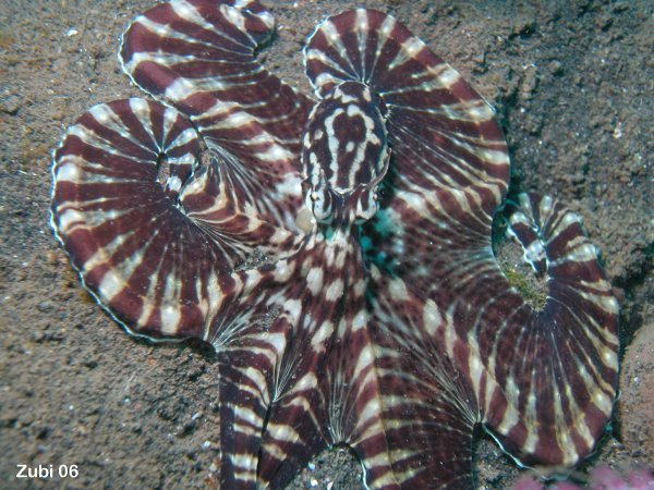 Mimic Octopus - Mimik-Oktopus: a special animal
