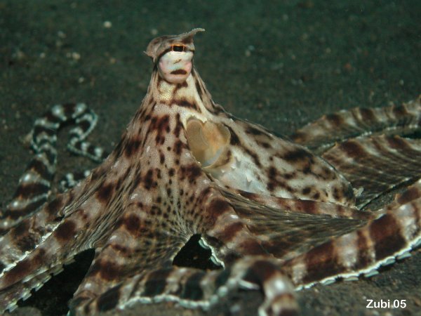 Mimic Octopus - Mimik-Oktopus: showing its head