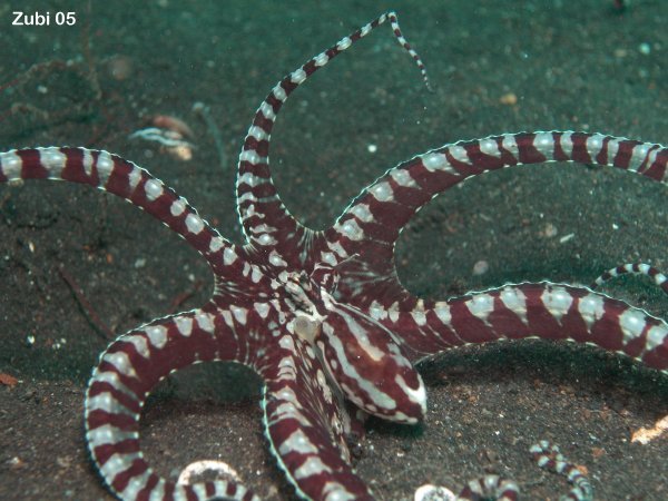 Mimic Octopus - Mimik-Oktopus: like a feather star or lionfish
