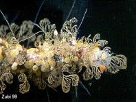 Bryozoan -Moostierchen