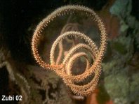 Spiral Coral - Stichopathes sp - Korkenzieher-Koralle