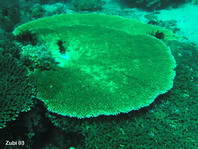 Solid Table Coral - Acropora clathrata - Tischkoralle