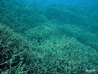 Stony Corals - Steinkorallen