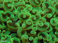 Hammer Coral (Bubblecorals) - Hammerkoralle (Bukettkoralle)