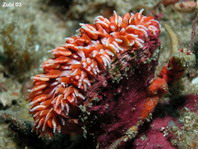 Erhardt's Solitary Coral - Javania erhardti - Erhardts Solitärkoralle
