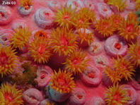 Cup Coral - Kelchkoralle