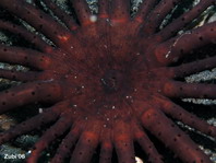 Snake Sea Anemone red colouring - Actinostephanus sp - Sandanemone rötliche Färbung
