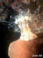 Solitary anemone - Alicia rhadina