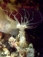 Solitary anemone - Alicia sansibarensis