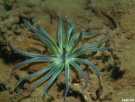 Sea Anemone - Condylactis sp2 - Lagunen Anemone