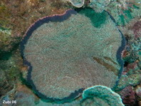 Adhaesive Sea Anemone - Cryptodendrum adhaesivum - Noppenrand-Anemone