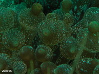 Bulb-tentacle Sea Anemone - <em>Entacmaea quadricolor</em> - Blasenanemone