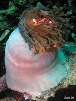 Magnificent sea anemone - Heteractis magnifica - Prachtanemone