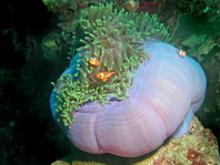 Magnificent sea anemone - <em>Heteractis magnifica</em> - Prachtanemone