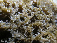 Sea Anemone - Triactis producta - Knubbel-Anemone
