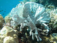 Blue Corals (Helioporacea) - Blaue Korallen