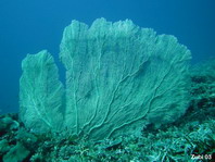 Sea Fans or Gorgonians (Subergorgiidae)  - Horn- und Fächerkorallen 