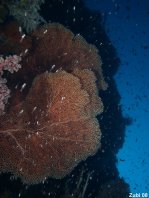 Gorgonian Sea Fan - Riesenfächer (Riesengorgonie)