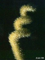 Whip Coral - Seepeitsche (Peitschenkoralle)