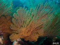 Gorgonian Sea Fan - Fächerkoralle