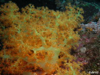 Soft Coral - Weichkoralle (Schleierbäumchen)
