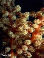 Soft Coral - Siphonogorgia godeffroyi - Weiche Fächerkoralle