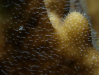 Hydrocorals (Fire Corals) - Milleporidae - Hydrokorallen (Feuerkorallen)