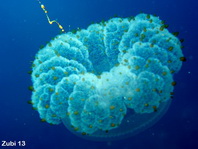 Jellyfish (Fried Egg Jellyfish) - Cotylorhiza tuberculata - Spiegeleiqualle